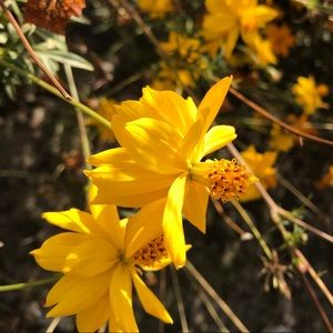 Meet your Posher, Carmen